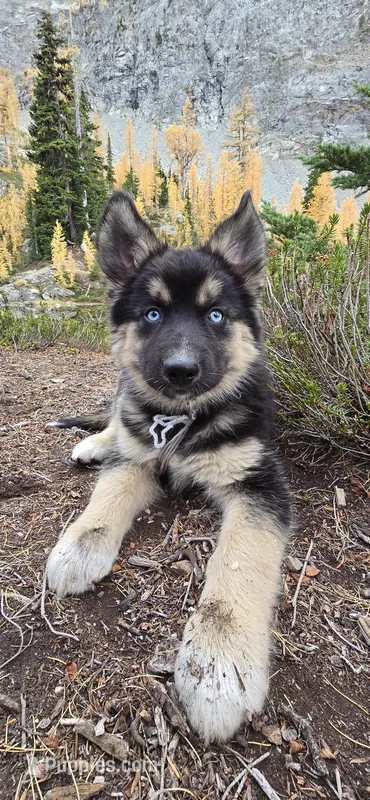 Matilda – Australian Shepherd, Siberian Husky puppy for sale in Mount Vernon, WA