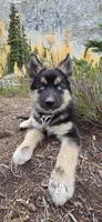 Matilda, a female Australian Shepherd and Siberian Husky for sale in Mount Vernon, WA – 1 of 7