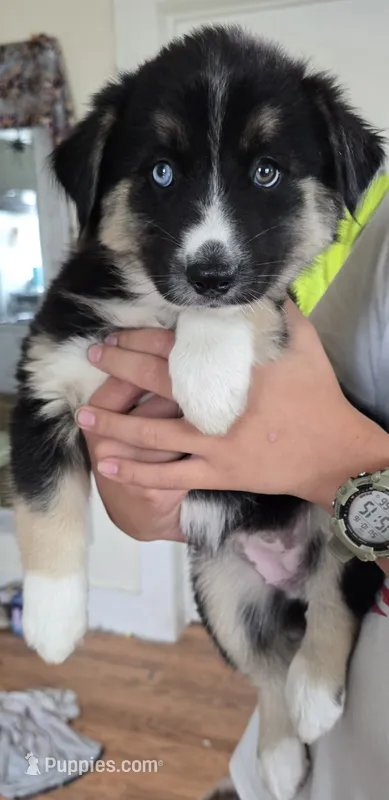 Daisy – Australian Shepherd, Siberian Husky puppy for sale in Mount Vernon, WA