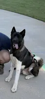 Ares, a male Akita for sale in Newnan, GA – 1 of 7