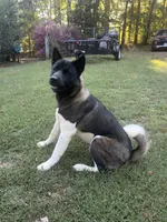 Ares, a male Akita for sale in Newnan, GA – 4 of 7