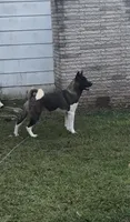 Ares, a male Akita for sale in Newnan, GA – 2 of 7