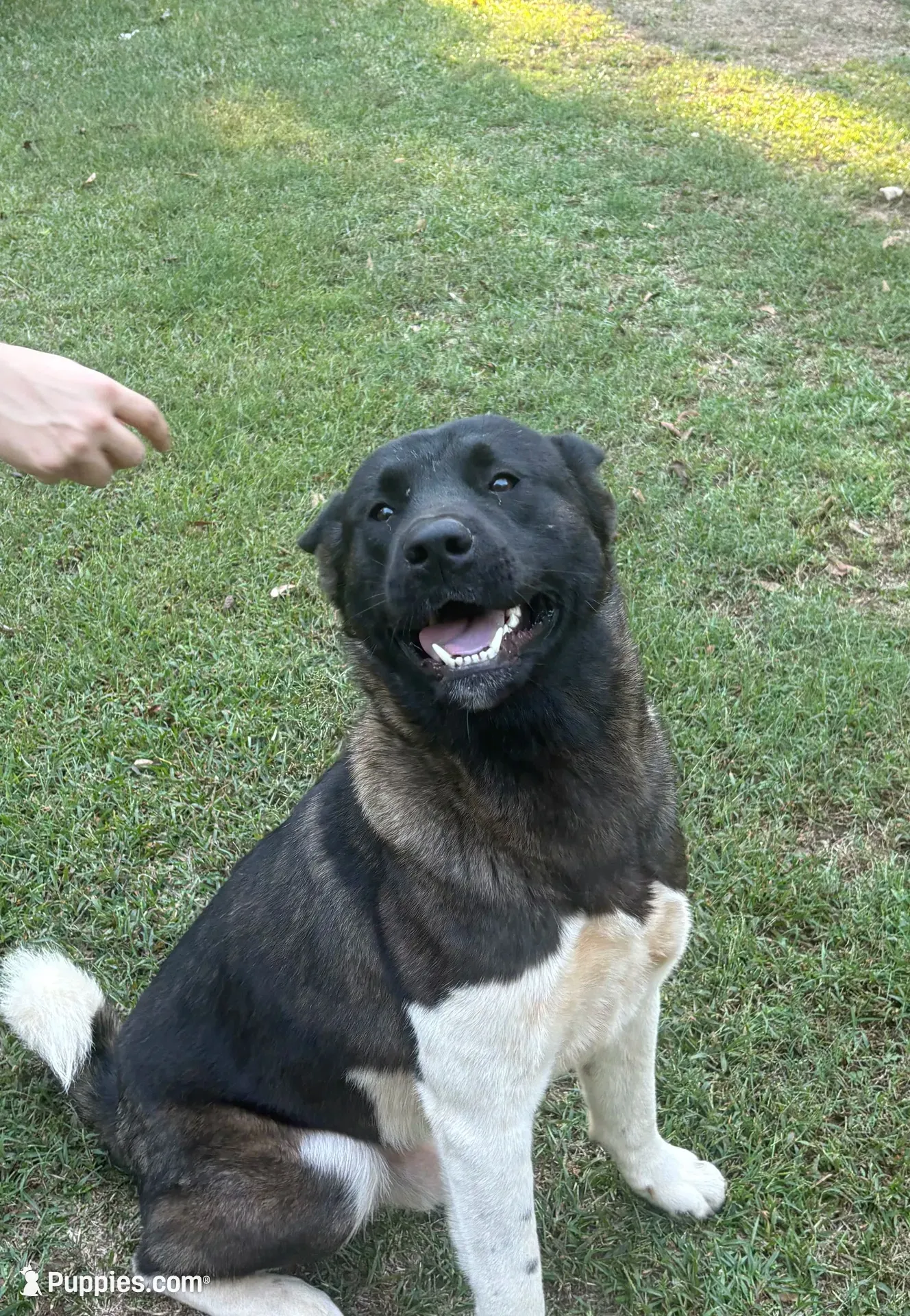 Ares, a male Akita for sale in Newnan, GA – 3 of 7