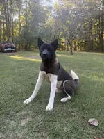 Ares, a male Akita for sale in Newnan, GA – 5 of 7