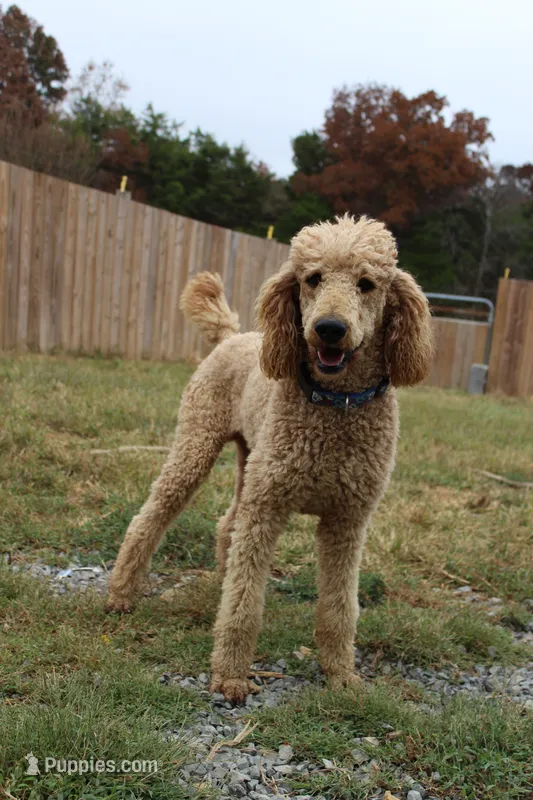 Dexter – Poodle - Standard  puppy for sale in Columbia, KY