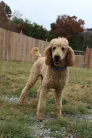 Dexter, a male Poodle - Standard  for sale in Columbia, KY – 1 of 2