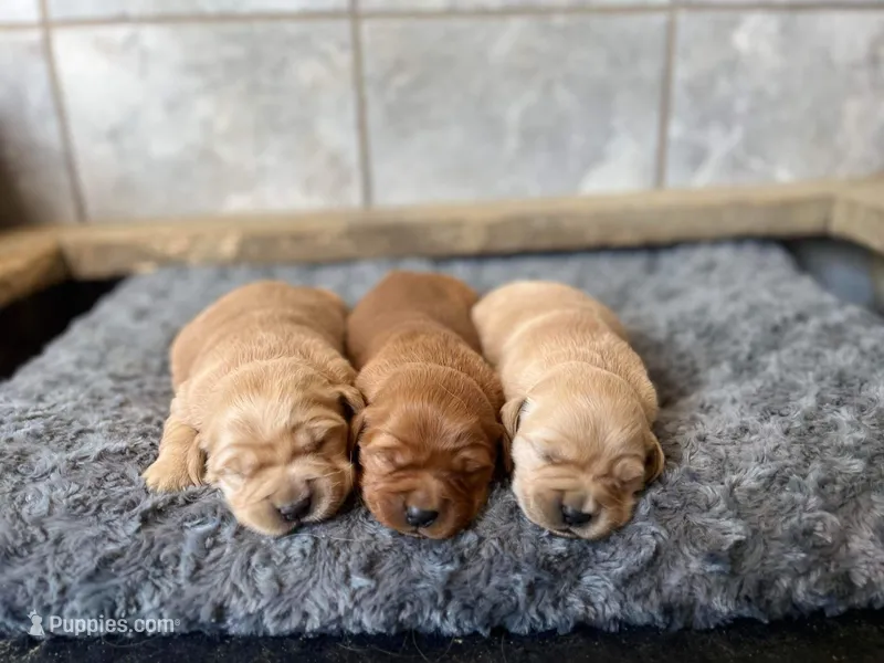 Red Goldens