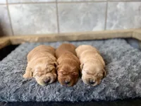 Red Goldens, a female Golden Retriever for sale in Columbia, KY – Photo 1 of 2