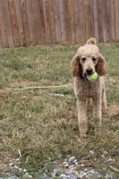Dexter, a male Poodle - Standard  for sale in Columbia, KY – 2 of 2