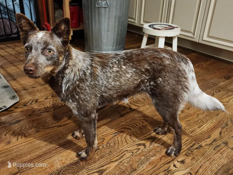 Naia – Australian Cattle Dog puppy for sale in Springfield, MO
