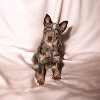 Dory, a female Australian Cattle Dog for sale in Springfield, MO – 6 of 10