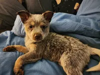 Dory, a female Australian Cattle Dog for sale in Springfield, MO – 9 of 10