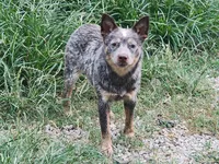 Dory, a female Australian Cattle Dog for sale in Springfield, MO – 3 of 10