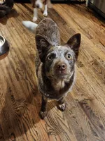 Naia, a female Australian Cattle Dog for sale in Springfield, MO – 6 of 7