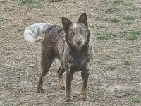 Naia, a female Australian Cattle Dog for sale in Springfield, MO – 5 of 7