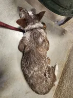 Naia, a female Australian Cattle Dog for sale in Springfield, MO – 3 of 7