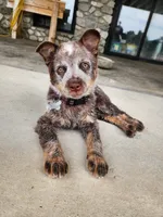 Naia, a female Australian Cattle Dog for sale in Springfield, MO – 7 of 7