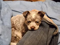 Dory, a female Australian Cattle Dog for sale in Springfield, MO – 10 of 10