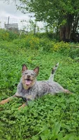 Dory, a female Australian Cattle Dog for sale in Springfield, MO – 4 of 10