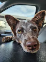 Naia, a female Australian Cattle Dog for sale in Springfield, MO – 2 of 7