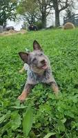 Dory, a female Australian Cattle Dog for sale in Springfield, MO – 5 of 10