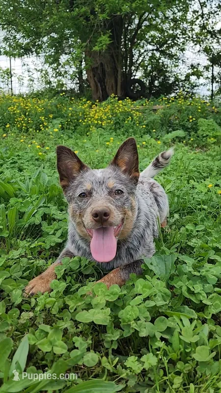 Dory – Australian Cattle Dog puppy for sale in Springfield, MO