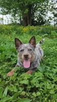 Dory, a female Australian Cattle Dog for sale in Springfield, MO – 1 of 10