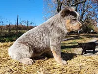 Dory, a female Australian Cattle Dog for sale in Springfield, MO – 7 of 10