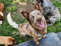 Naia, a female Australian Cattle Dog for sale in Springfield, MO – 4 of 7