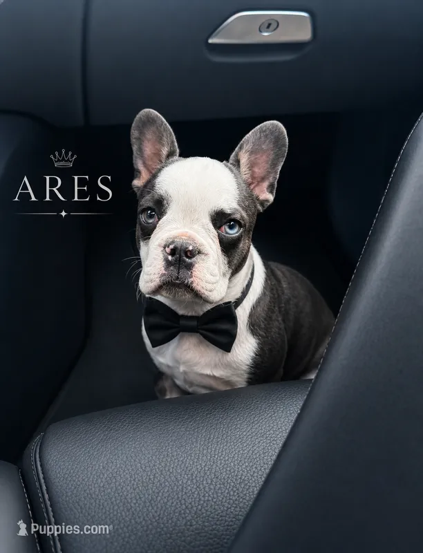 Ares – French Bulldog puppy for sale in Louisville, KY