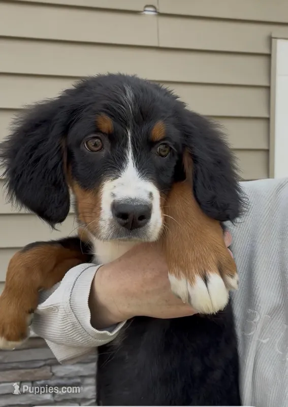 Tan – Bernese Mountain Dog puppy for sale in Delphos, OH