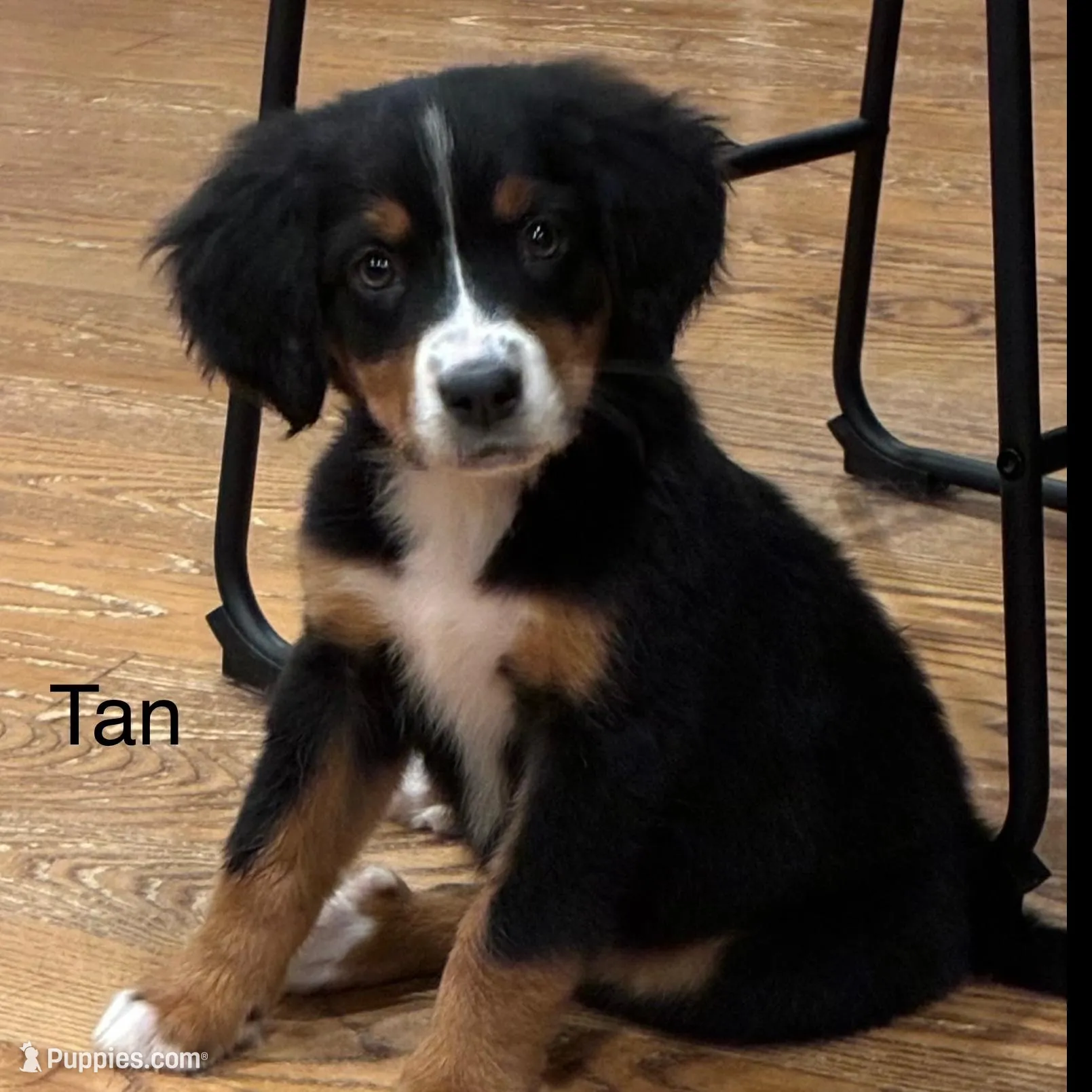 Tan – Bernese Mountain Dog puppy for sale in Delphos, OH