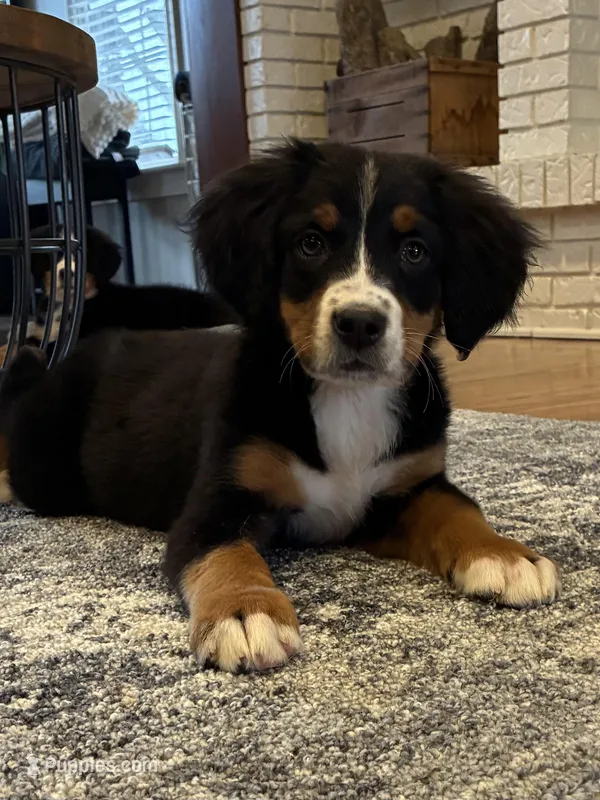 Tan – Bernese Mountain Dog puppy for sale in Delphos, OH