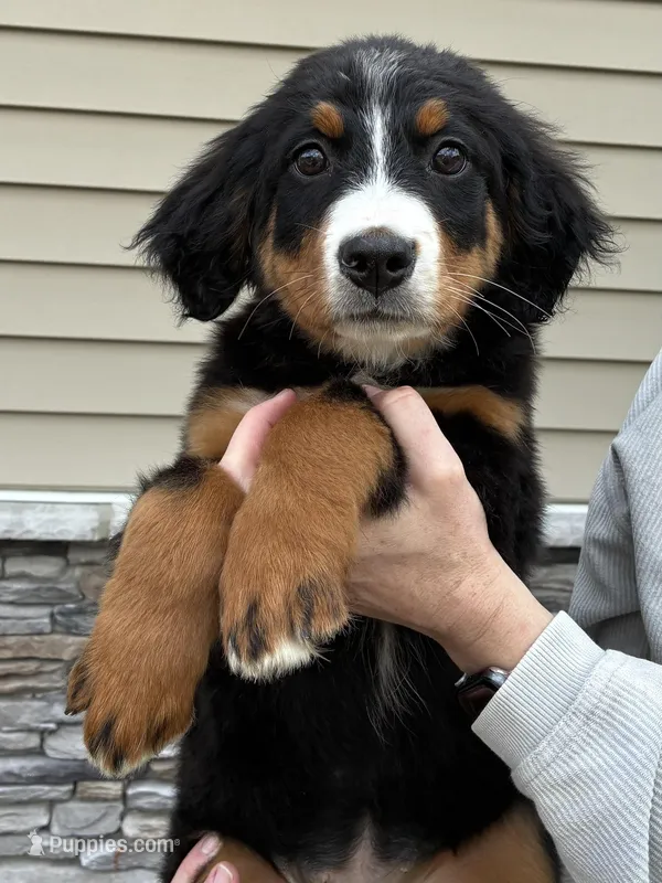 Teal – Bernese Mountain Dog puppy for sale in Delphos, OH