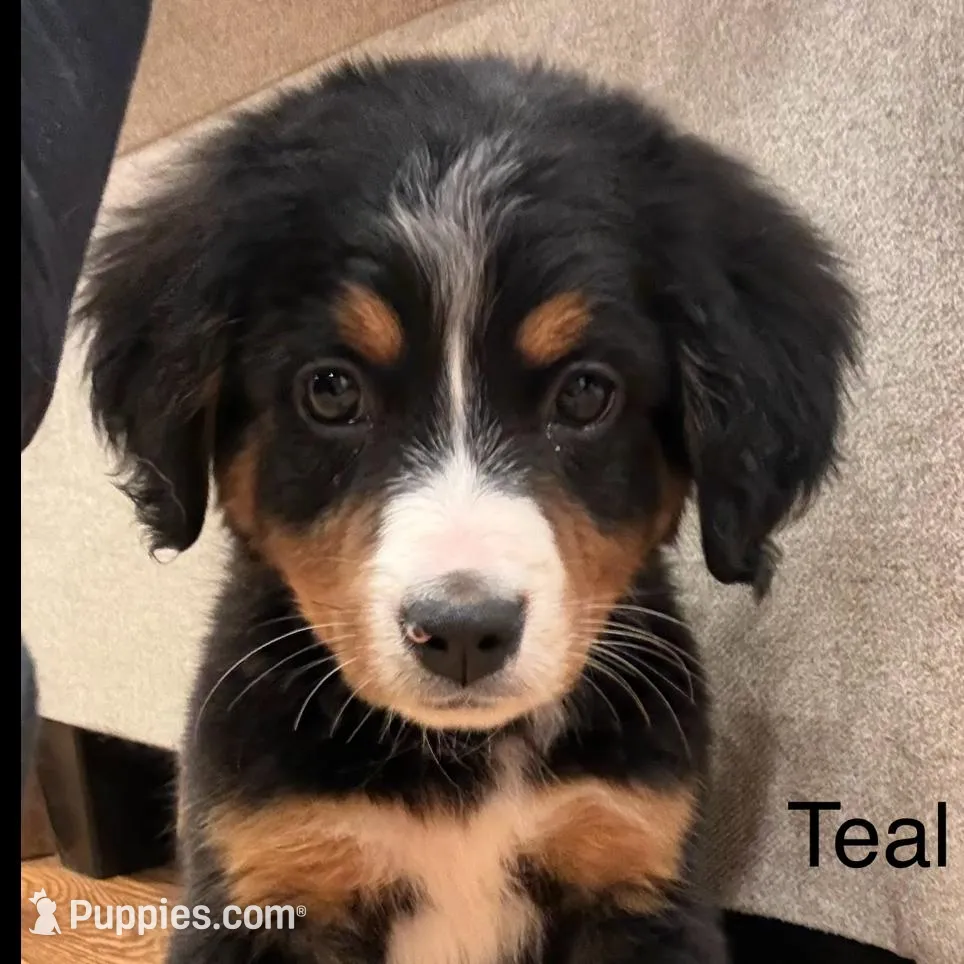 Teal – Bernese Mountain Dog puppy for sale in Delphos, OH