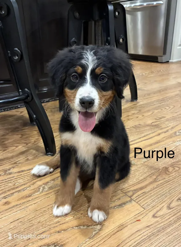 Purple, a female Bernese Mountain Dog for sale in Delphos, OH – Photo 1 of 3