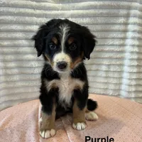 Purple, a female Bernese Mountain Dog for sale in Delphos, OH – Photo 3 of 3