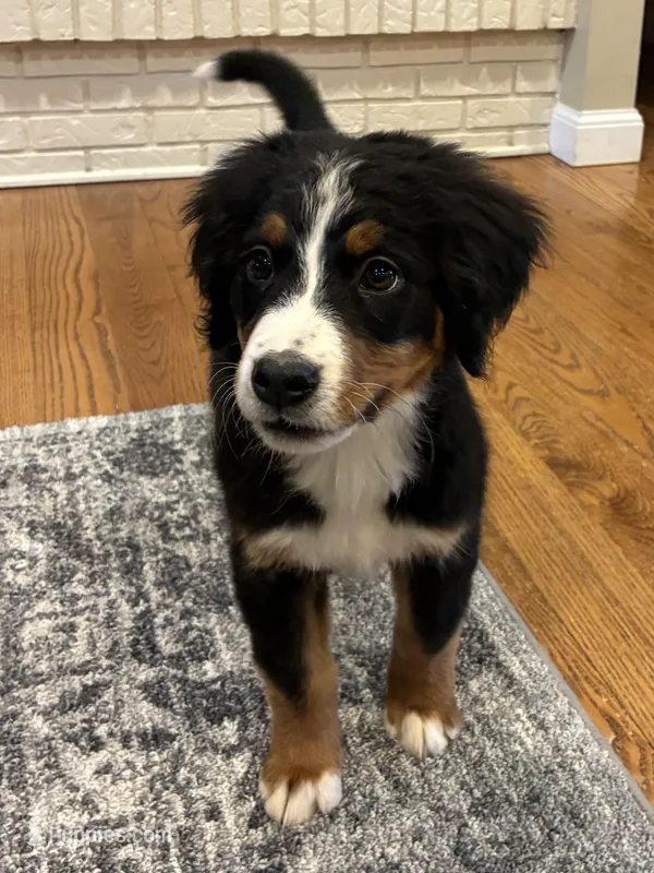 Purple – Bernese Mountain Dog puppy for sale in Delphos, OH