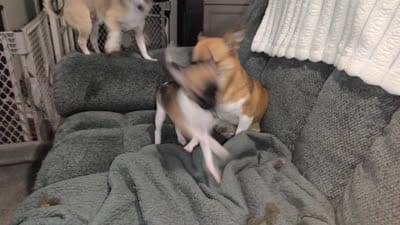Cookie, a female Chihuahua for sale in Tallahassee, FL – 2 of 2