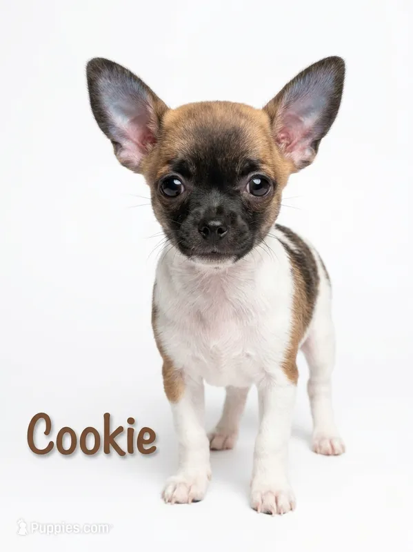 Cookie, a female Chihuahua for sale in Tallahassee, FL – 1 of 1