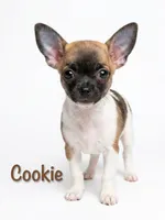 Cookie, a female Chihuahua for sale in Tallahassee, FL – 1 of 1