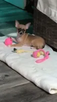 Jerry, a female Chihuahua for sale in Tallahassee, FL – 2 of 3