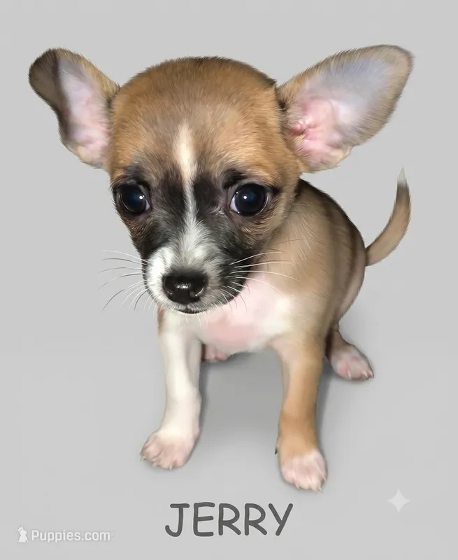 Jerry, a female Chihuahua for sale in Tallahassee, FL – 1 of 1