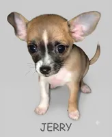 Jerry, a female Chihuahua for sale in Tallahassee, FL – 1 of 1