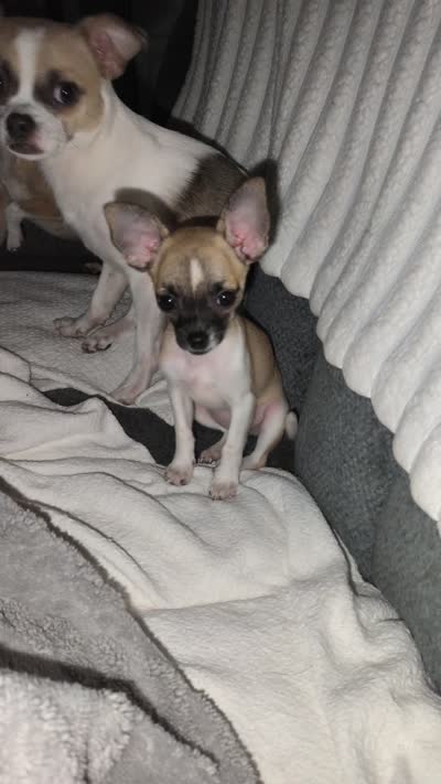 Alpine, a female Chihuahua for sale in Tallahassee, FL – 2 of 2