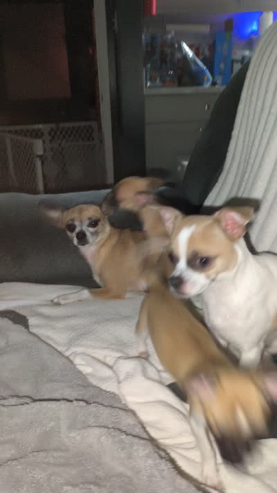 Jerry, a female Chihuahua for sale in Tallahassee, FL – 2 of 2