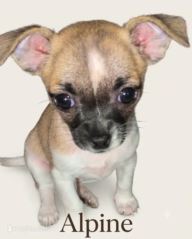 Alpine, a female Chihuahua for sale in Tallahassee, FL – 1 of 1