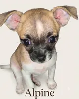 Alpine, a female Chihuahua for sale in Tallahassee, FL – 1 of 1