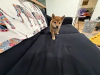 Toffee , a female Shiba Inu for sale in Oklahoma City, OK – 6 of 7