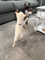 Gohan, a male Shiba Inu for sale in Oklahoma City, OK – 5 of 6